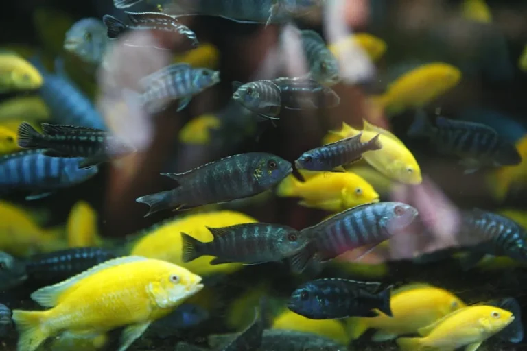 Aquariumsource Explained: Business Search Intent, Features, and Alternatives