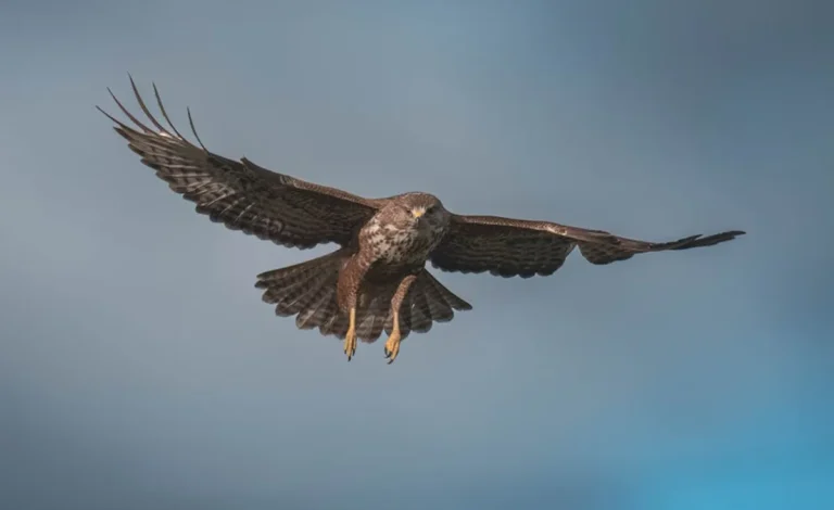Feedbuzzard Explained: Business Search Intent, Features, and Alternatives