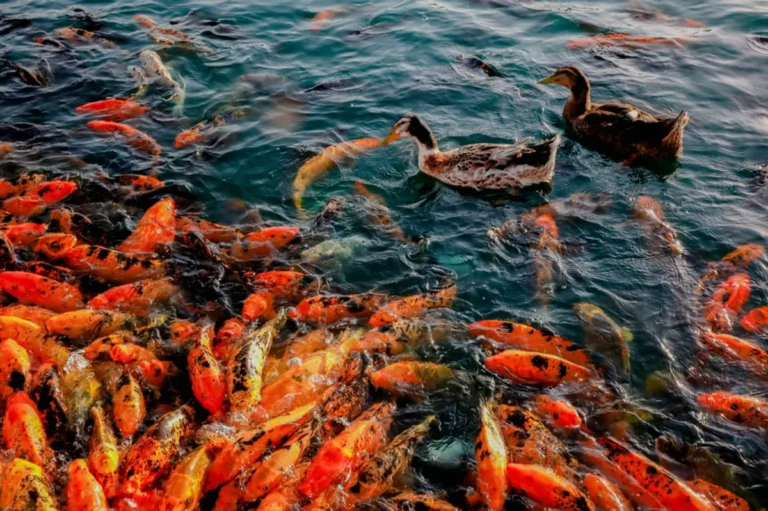 Fishduck Explained: Business Search Intent, Features, and Alternatives
